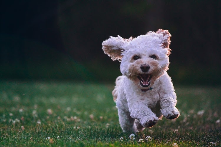 A white Shih Tzu puppy runs and plays happily in a field of grass.