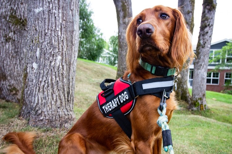A dog wears a red vest with the words “therapy dog” written on the side.